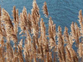 High angle view of plants by lake