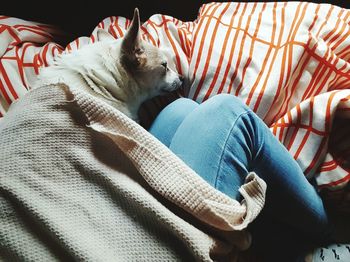 Close-up of cat relaxing on bed