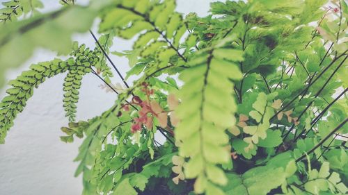 Close-up of fresh green leaves