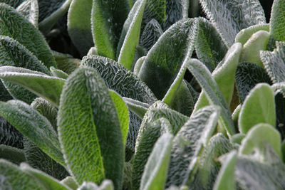 Close-up of succulent plant