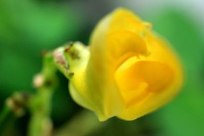 Close-up of yellow flower