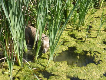 View of plants in water