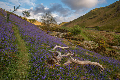 The carpet of bluebells at rannerdale with most of the valley turning blue when they are in bloom