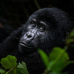 Close-up portrait of a monkey