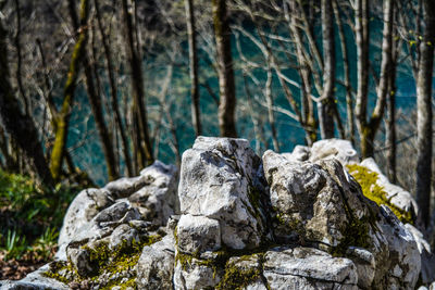 Close-up of rock in forest