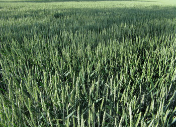 Full frame shot of corn field