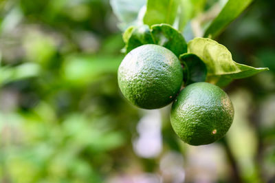 Close-up of fruits on tree