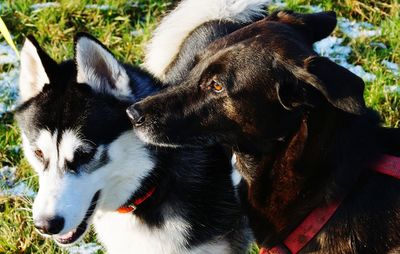 High angle view of dogs