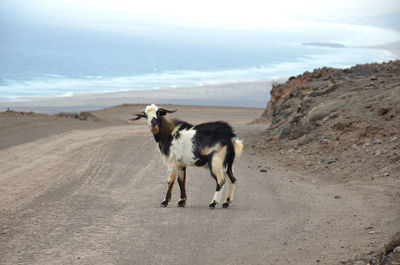 View of wild goat on rock