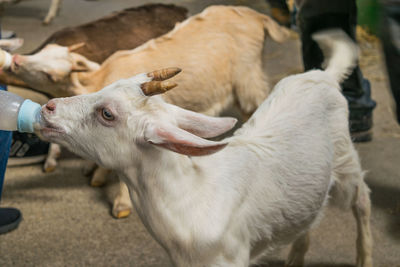 Close-up of dog