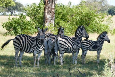Zebra and zebras on a field