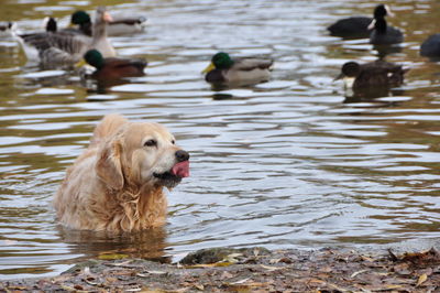 View of dog in lake