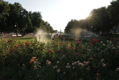 Flowering plants and trees on field against sky