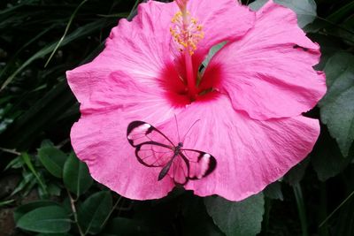 Close-up of pink hibiscus blooming outdoors