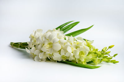 Close-up of green leaves on white background