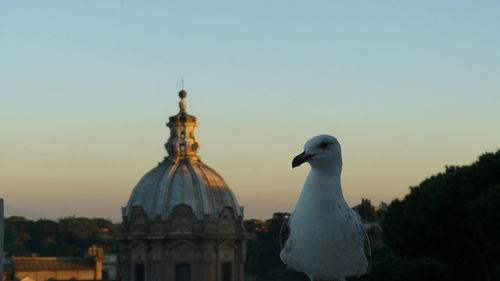 View of seagull against clear sky