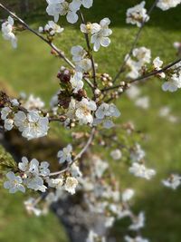 Close-up of white cherry blossoms in spring