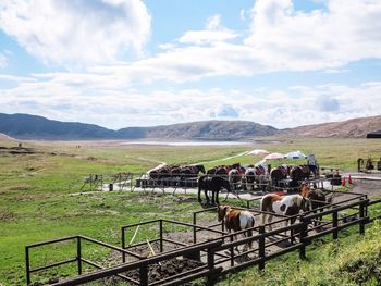 Horses in ranch against cloudy sky during sunny day