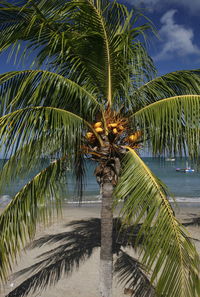 Palm trees growing at beach