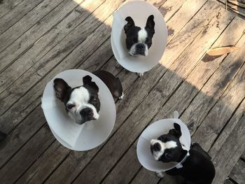 High angle view of dogs on boardwalk