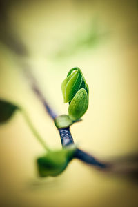 Close-up of green plant