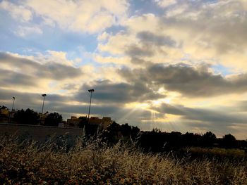 Silhouette trees on field against sky during sunset