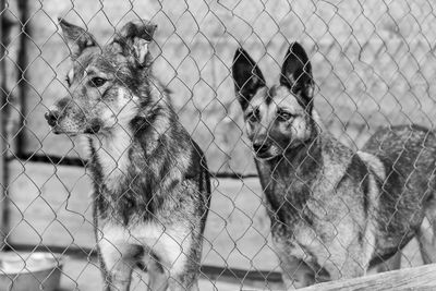 View of two dogs on fence