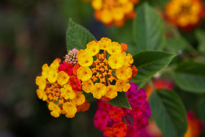 Close-up of yellow flowering plant