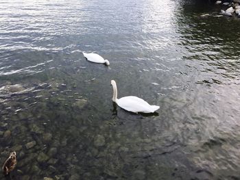 High angle view of swan swimming in lake