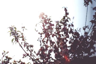 Low angle view of trees against sky