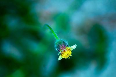 Close-up of insect on flower