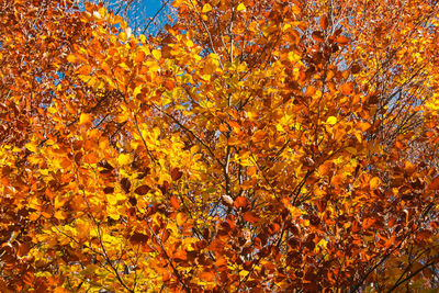 Close-up of yellow flowers on tree during autumn