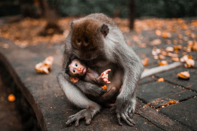 Monkeys sitting outdoors