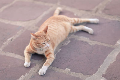 High angle view of cat relaxing on footpath