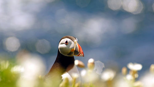 Portrait of a puffin