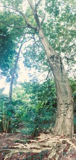 Trees growing in forest