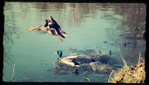 Bird flying over water