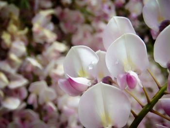 Close-up of fresh pink flowers blooming on tree