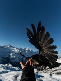 Cropped hand of person holding bird over mountains against sky