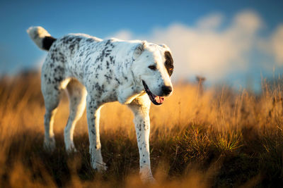 View of dog on field during sunset