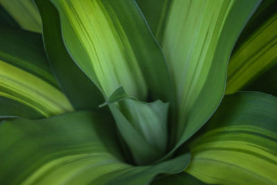 Full frame shot of green leaves