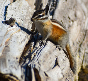 Cute colorful striped baby chipmunk with bushy tail on textured tree log in forest