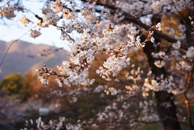 Close-up of apple blossoms in spring