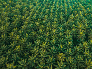 Aerial drone view of oil palm plantations in melaka, malaysia.