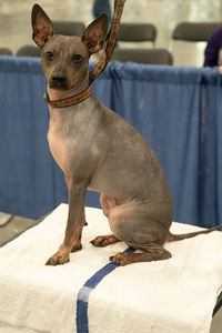 Close-up of a dog sitting on a grooming table looking at you