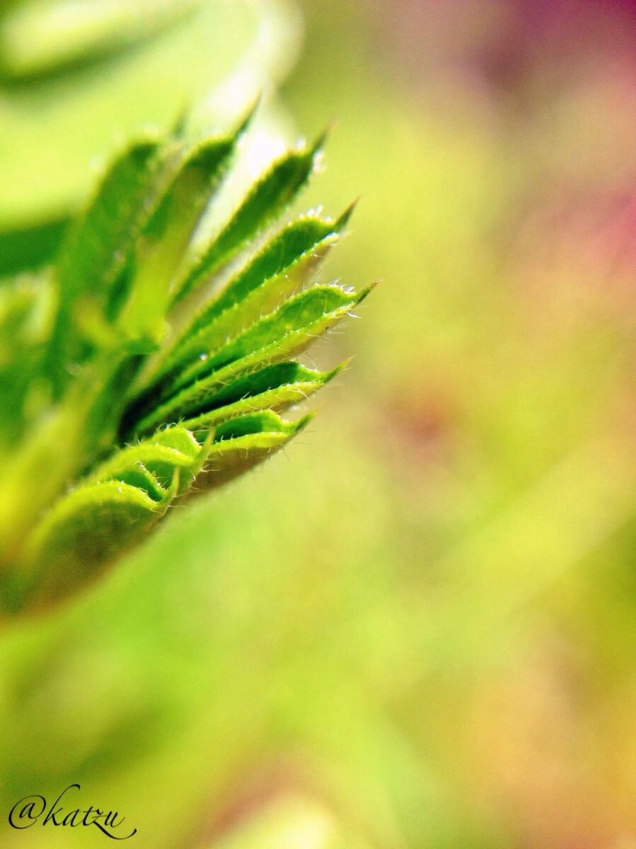 close-up, green color, growth, leaf, focus on foreground, plant, selective focus, nature, beauty in nature, freshness, green, fragility, outdoors, day, no people, stem, natural pattern, tranquility, growing, leaf vein