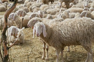 Sheep grazing in farm