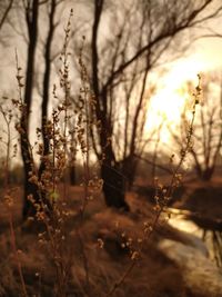 Close-up of bare trees on field