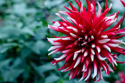 Close-up of red dahlia blooming outdoors