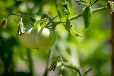 Close-up of fruit growing on tree